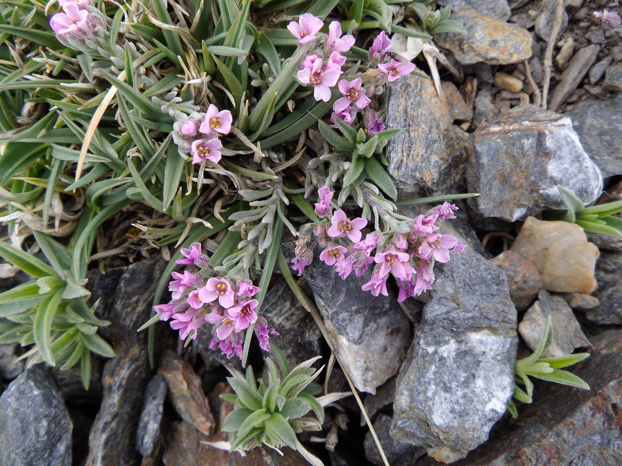 Hormathophylla purpurea other