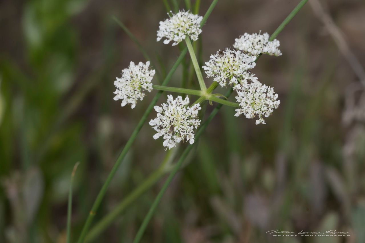 Oenanthe globulosa flower