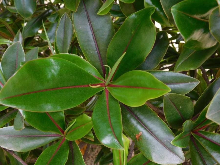 Foetidia rodriguesiana — houseplant care guide