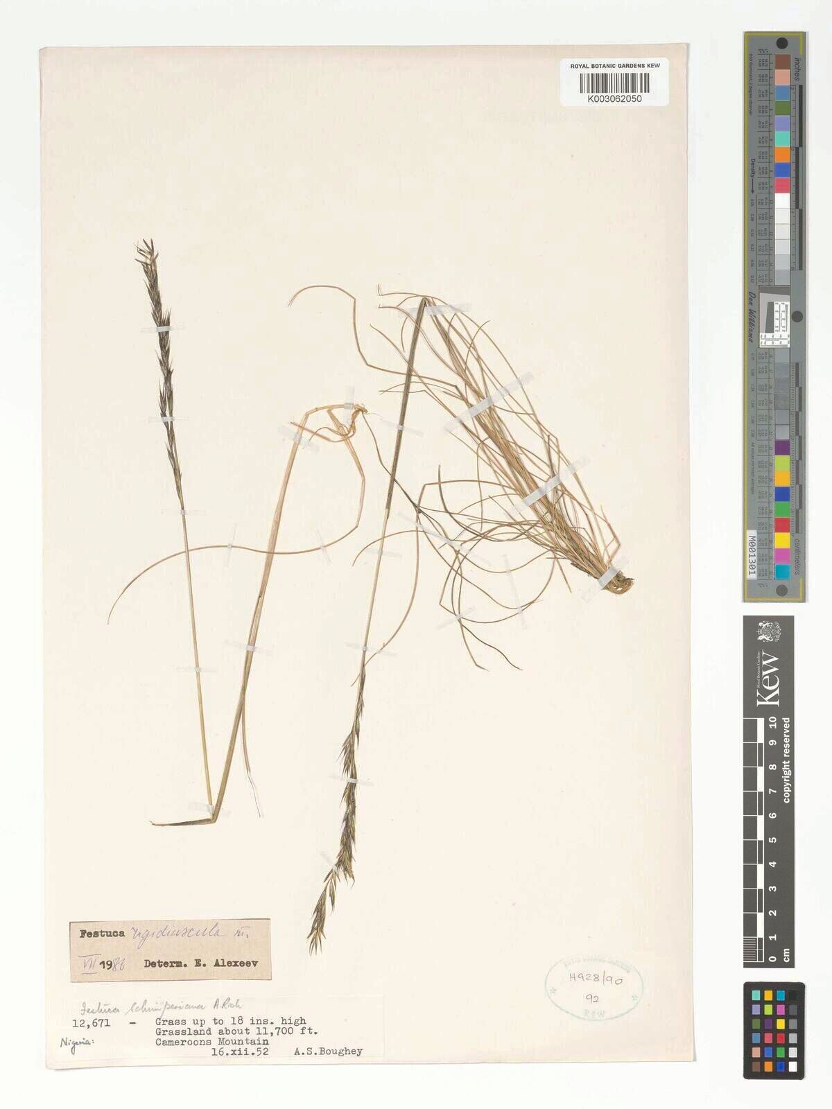 Festuca rigidiuscula — houseplant care guide