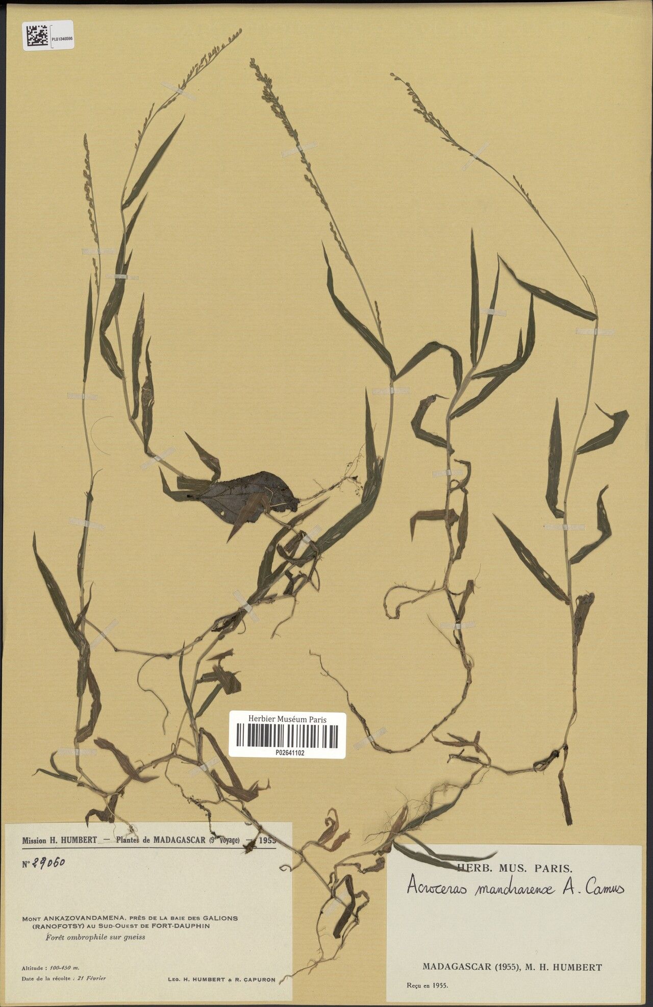 Acroceras mandrarense — houseplant care guide