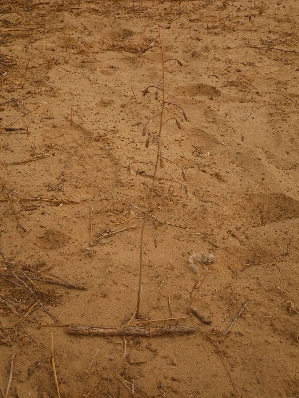 Drimia indica — search result for 'Drimia'