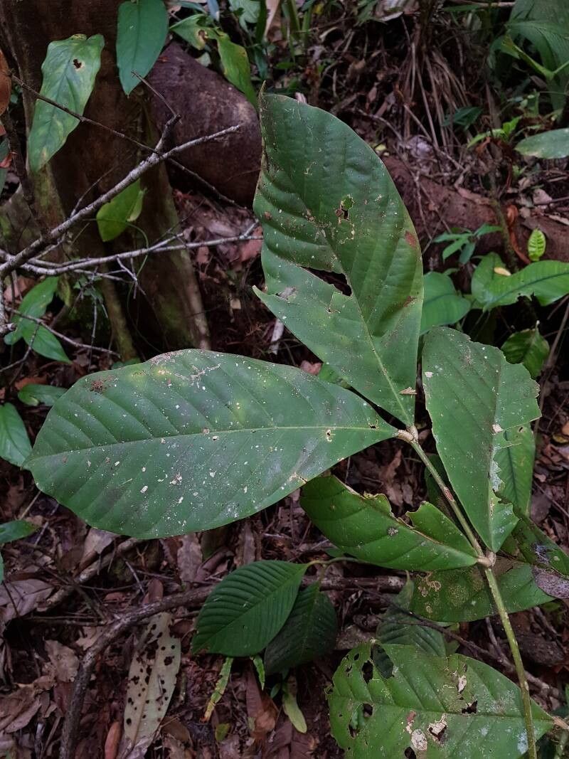 Guarea corticosa leaf