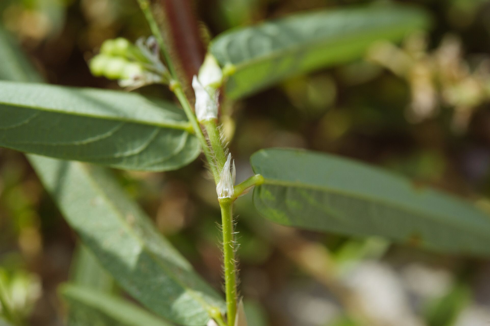 Alysicarpus bupleurifolius — search result for 'Bupleurum'