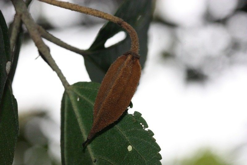 Ruizia granulata fruit