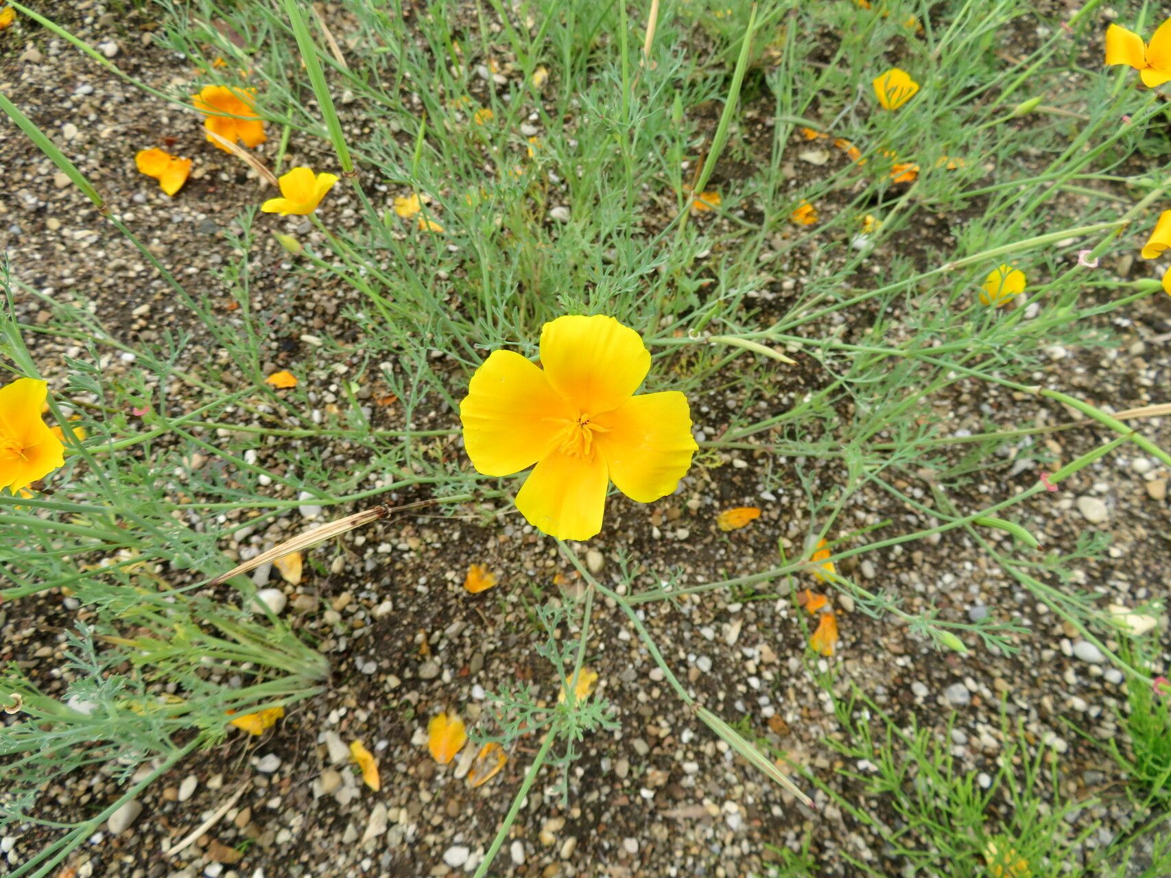 Papaver commutatum habit