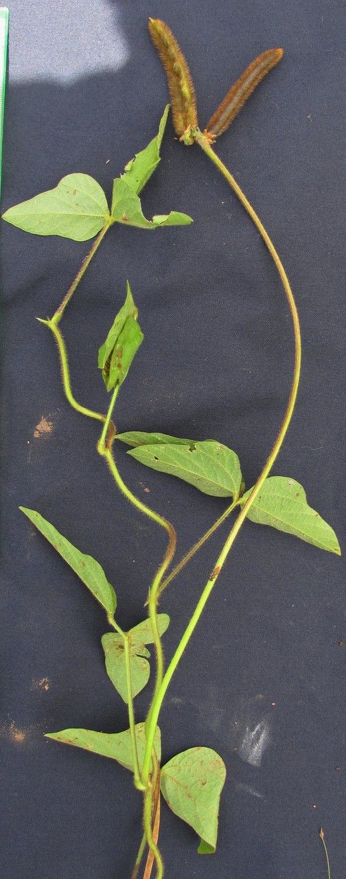 Vigna lasiocarpa other
