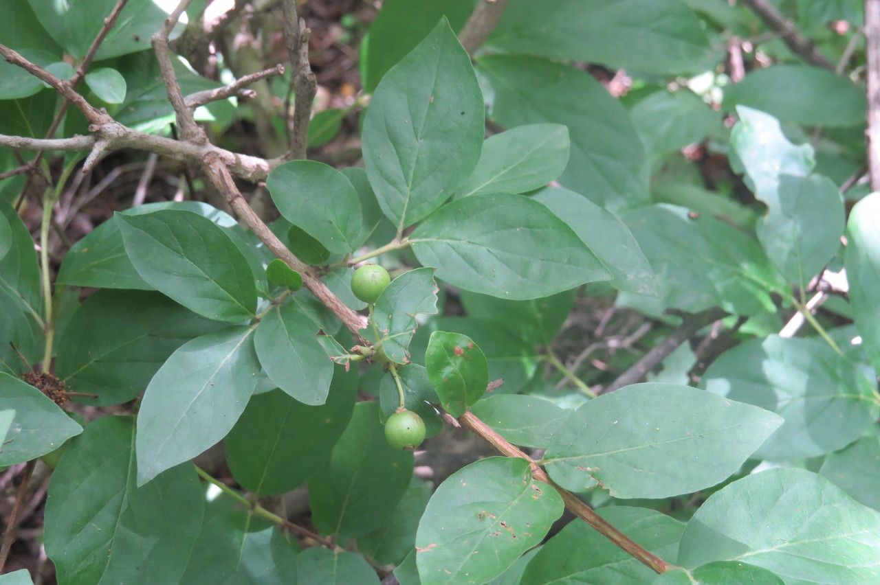Feretia apodanthera fruit