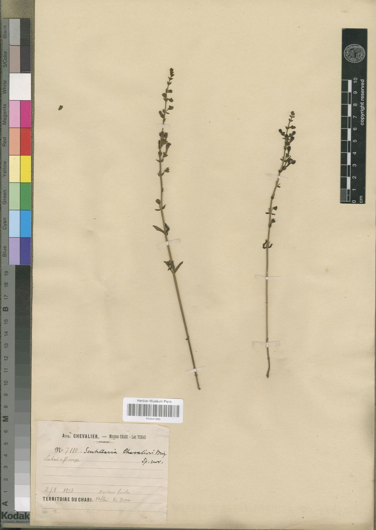 Scutellaria chevalieri — houseplant care guide