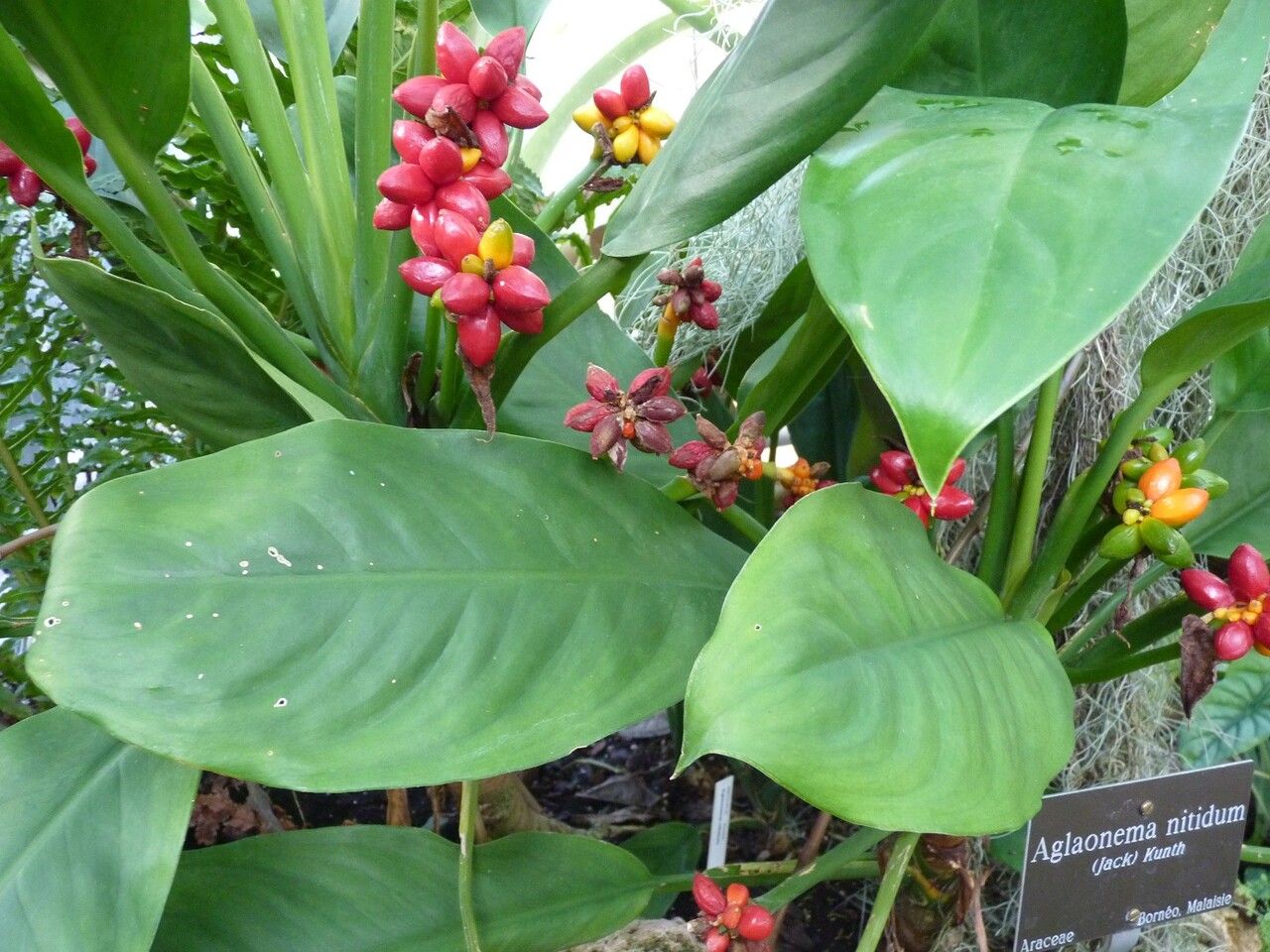 Aglaonema nitidum — repeat bloomer houseplant