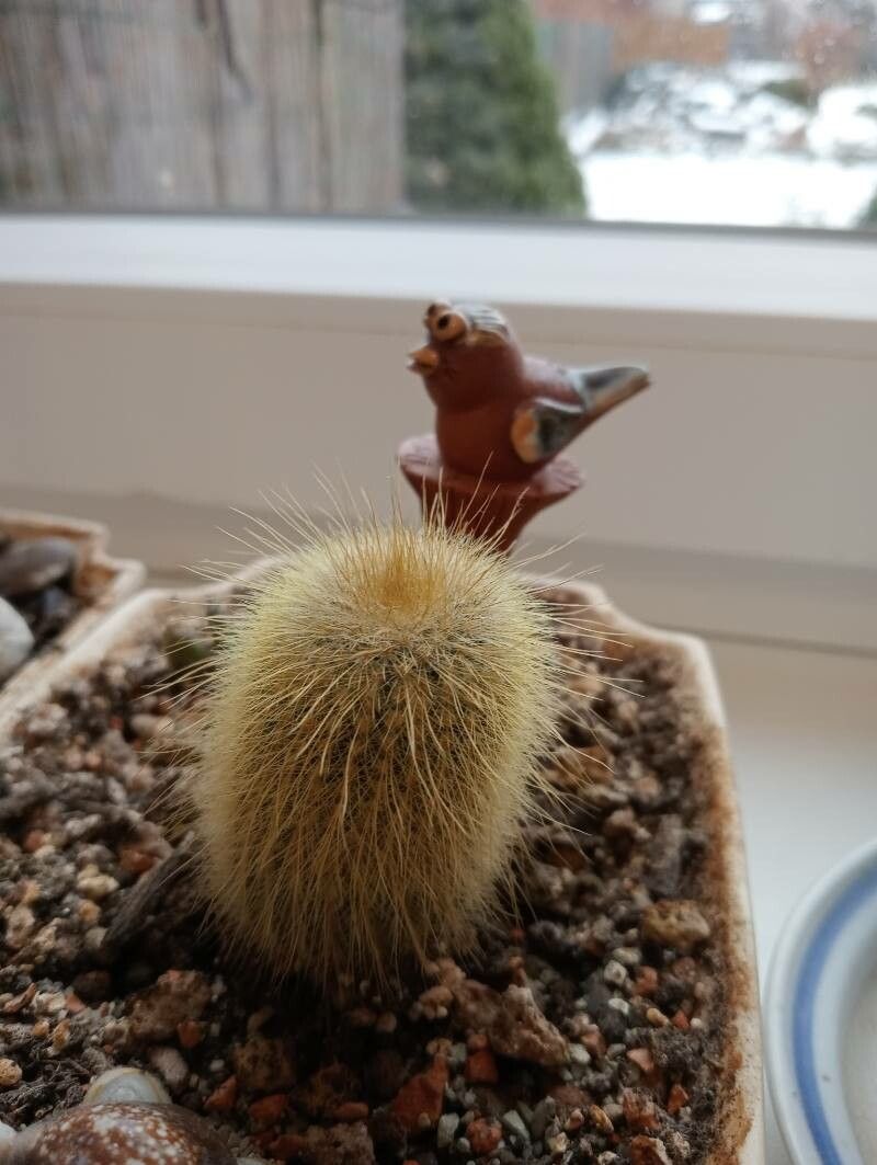 Parodia lenninghausii bark