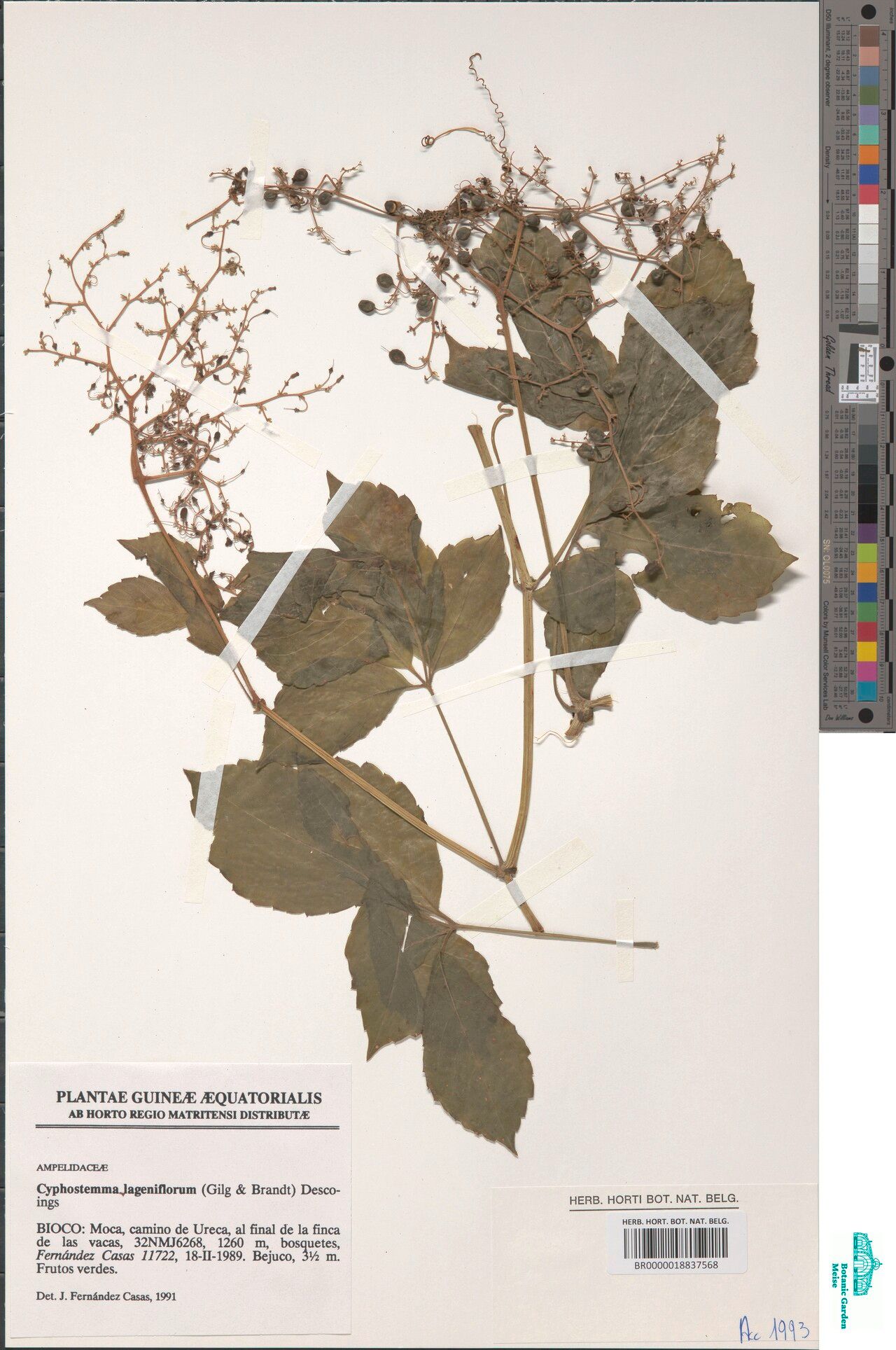 Cyphostemma lageniflorum — houseplant care guide