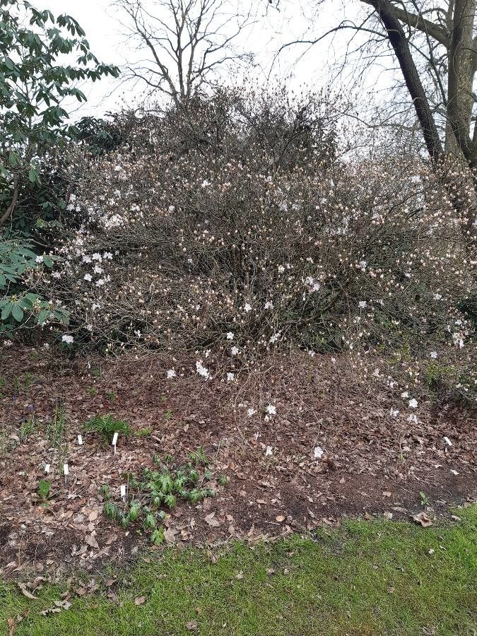 Rhododendron schlippenbachii habit