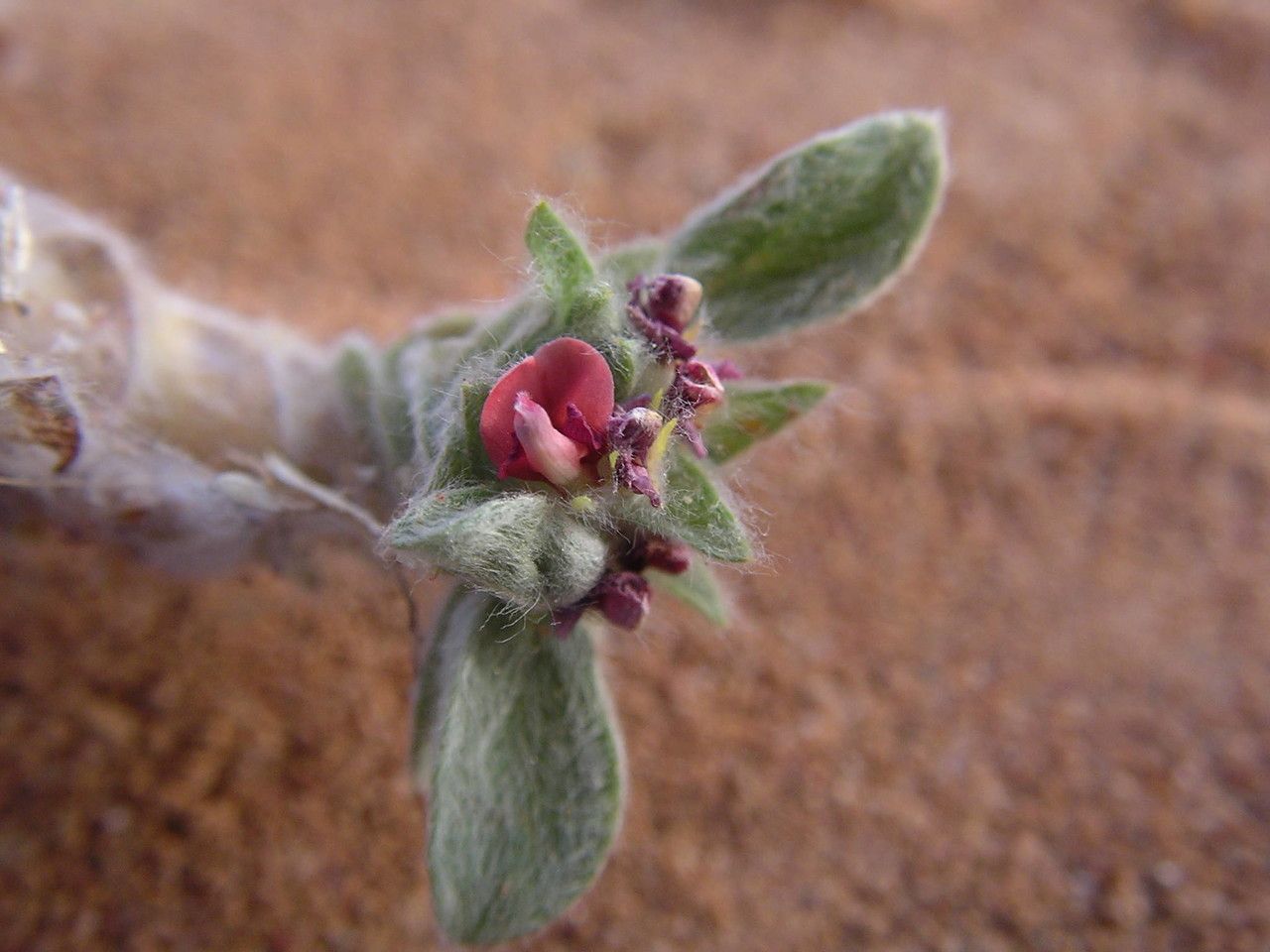 Indigofera berhautiana — search result for 'Indigofera'