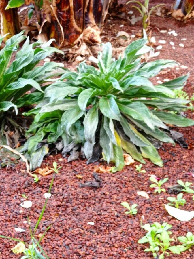 Echium simplex — search result for 'Echium'