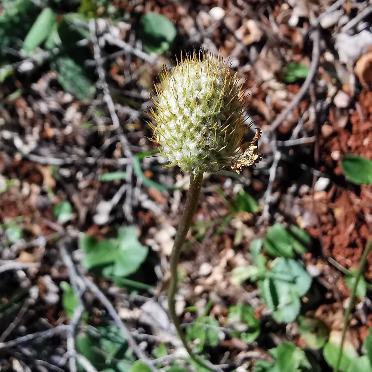 Anemone palmata fruit