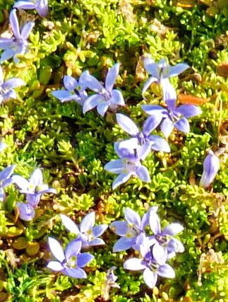 Isotoma rivalis — related species from the same genus