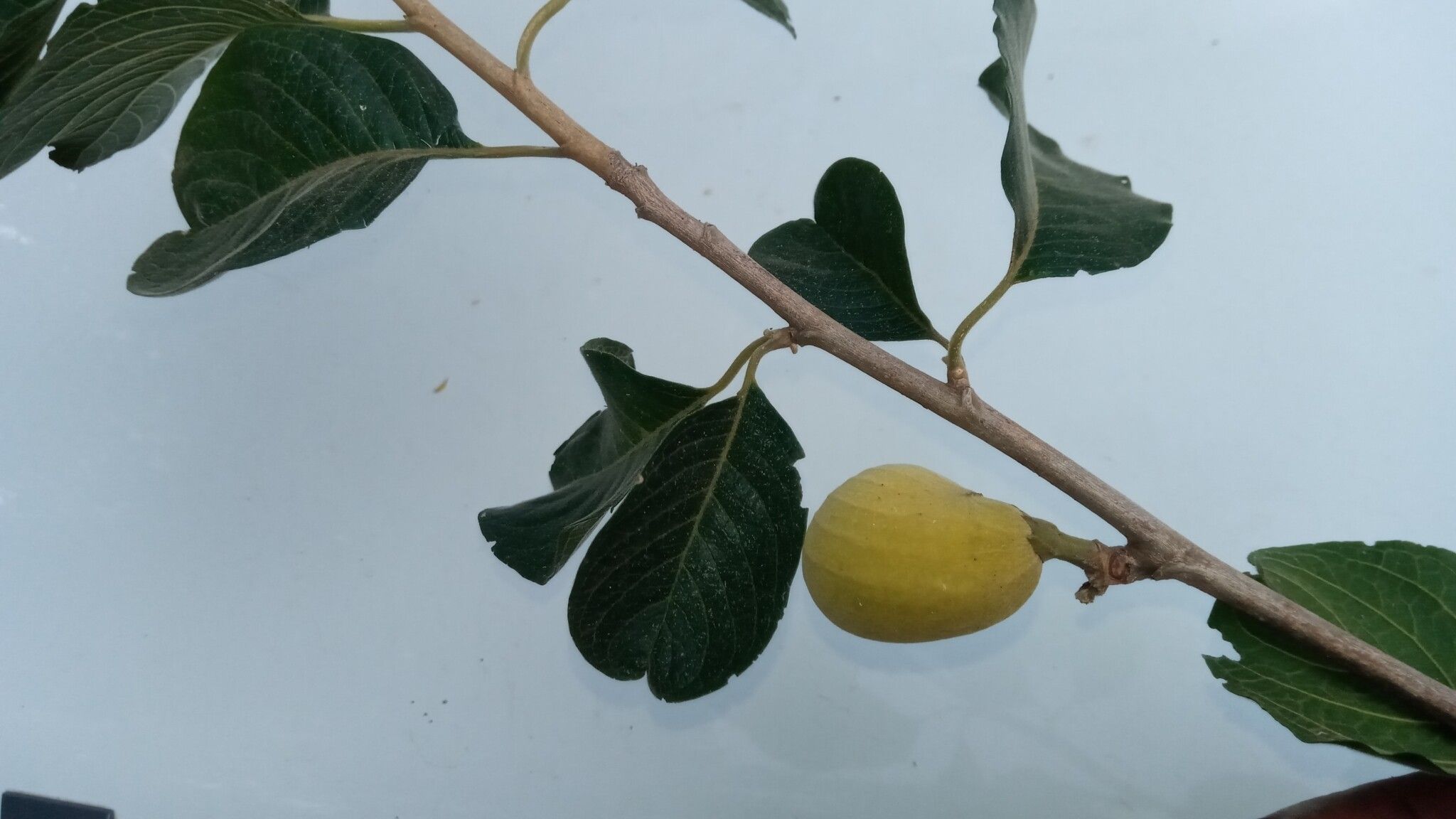 Turraea sericea fruit