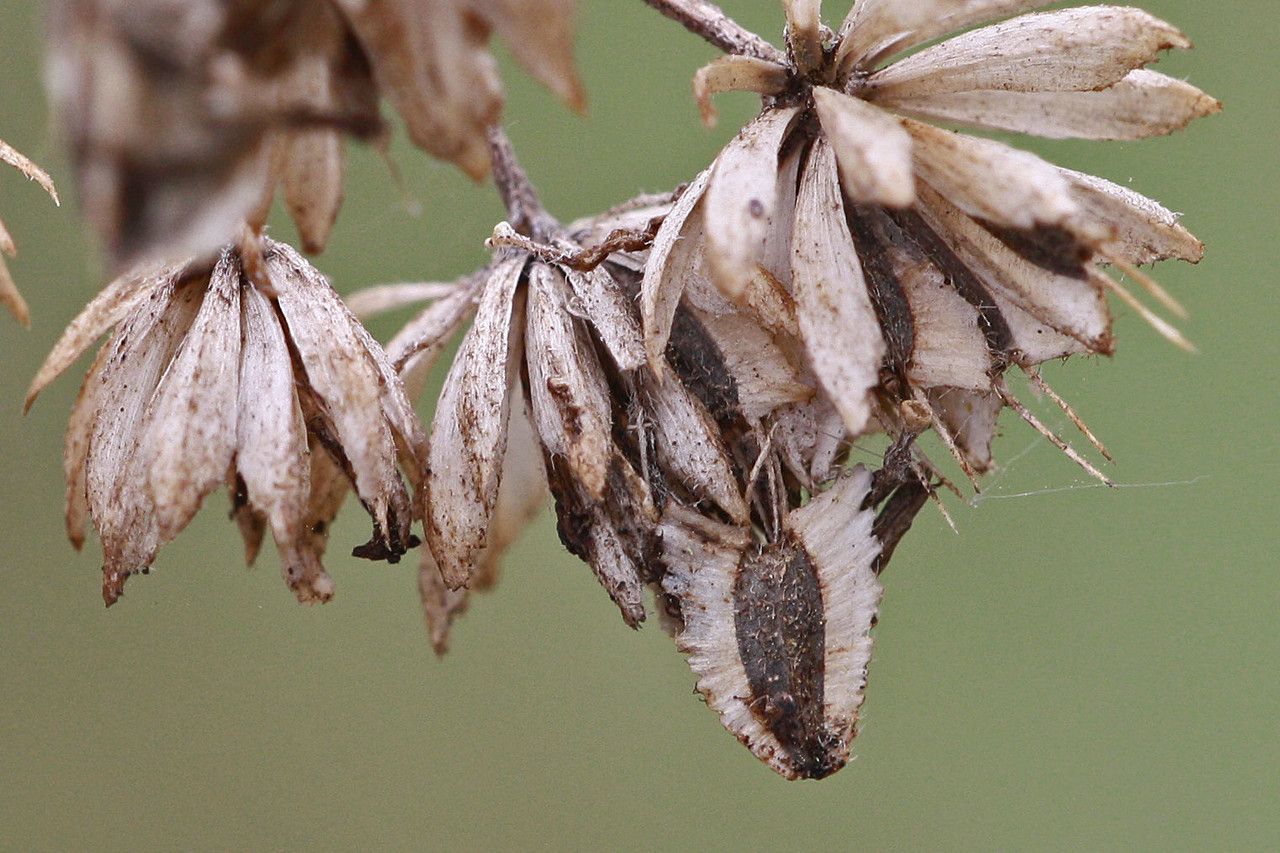 Verbesina virginica fruit