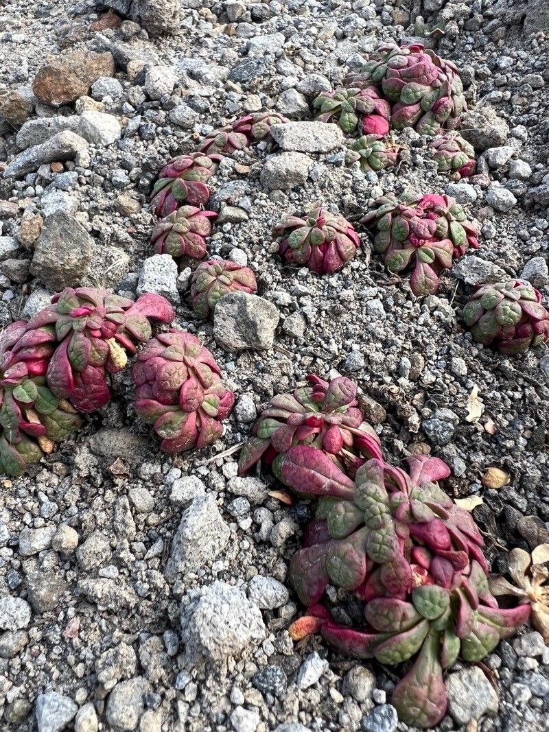 Cistanthe umbellata habit