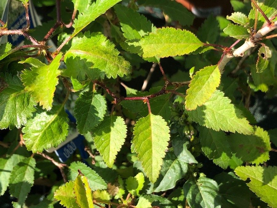 Prunus incisa — houseplant care guide