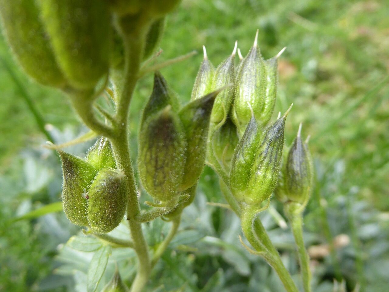 Delphinium montanum fruit