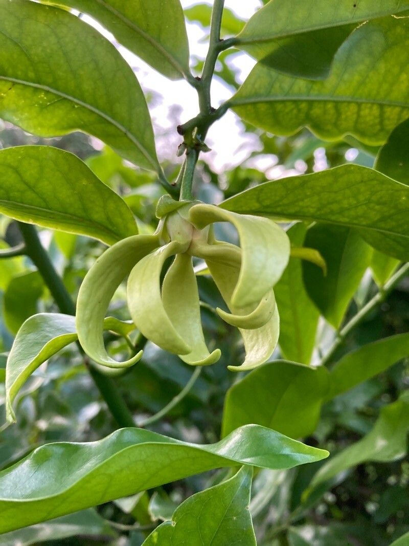 Artabotrys hexapetalus flower