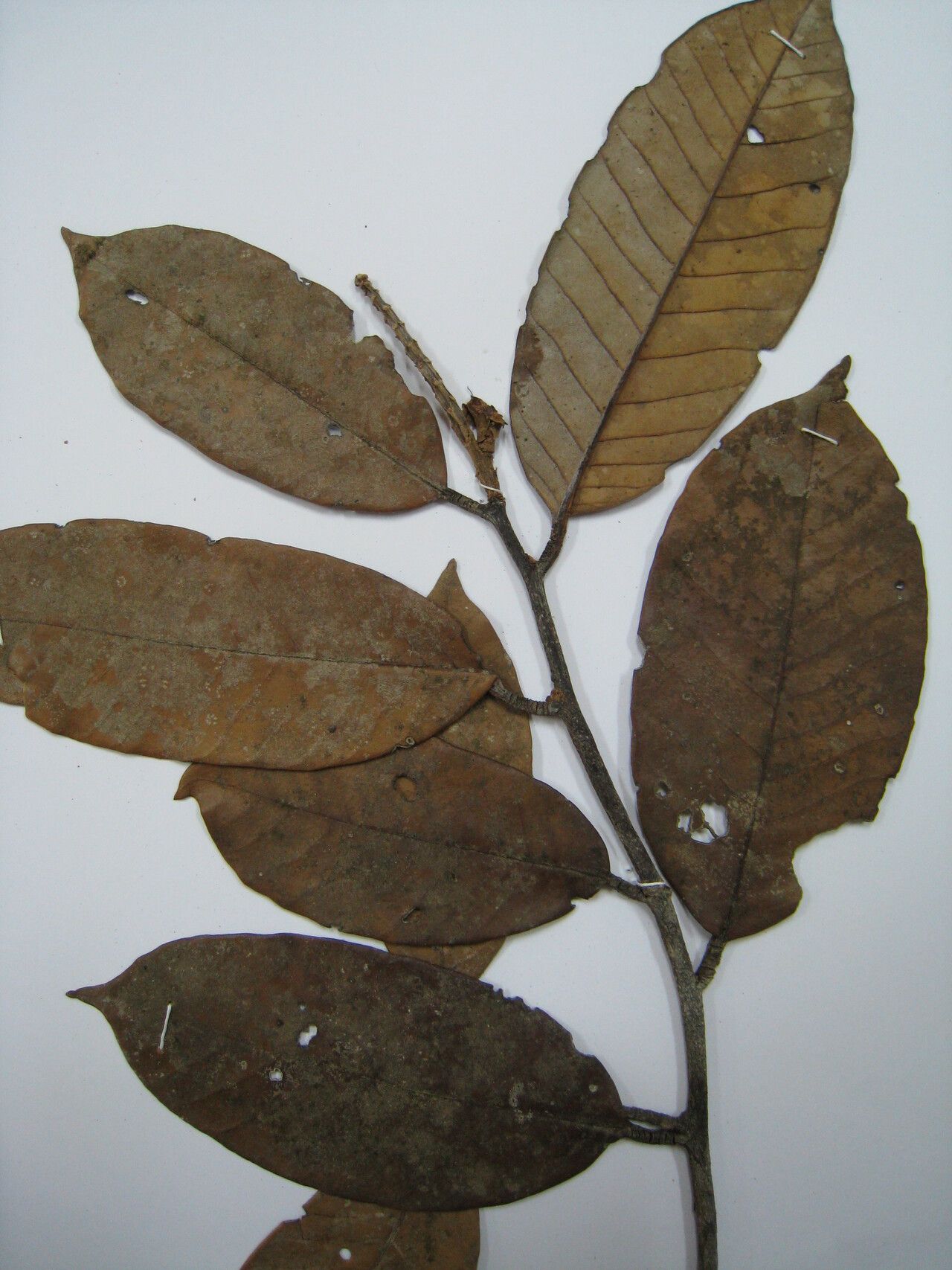 Couepia habrantha other