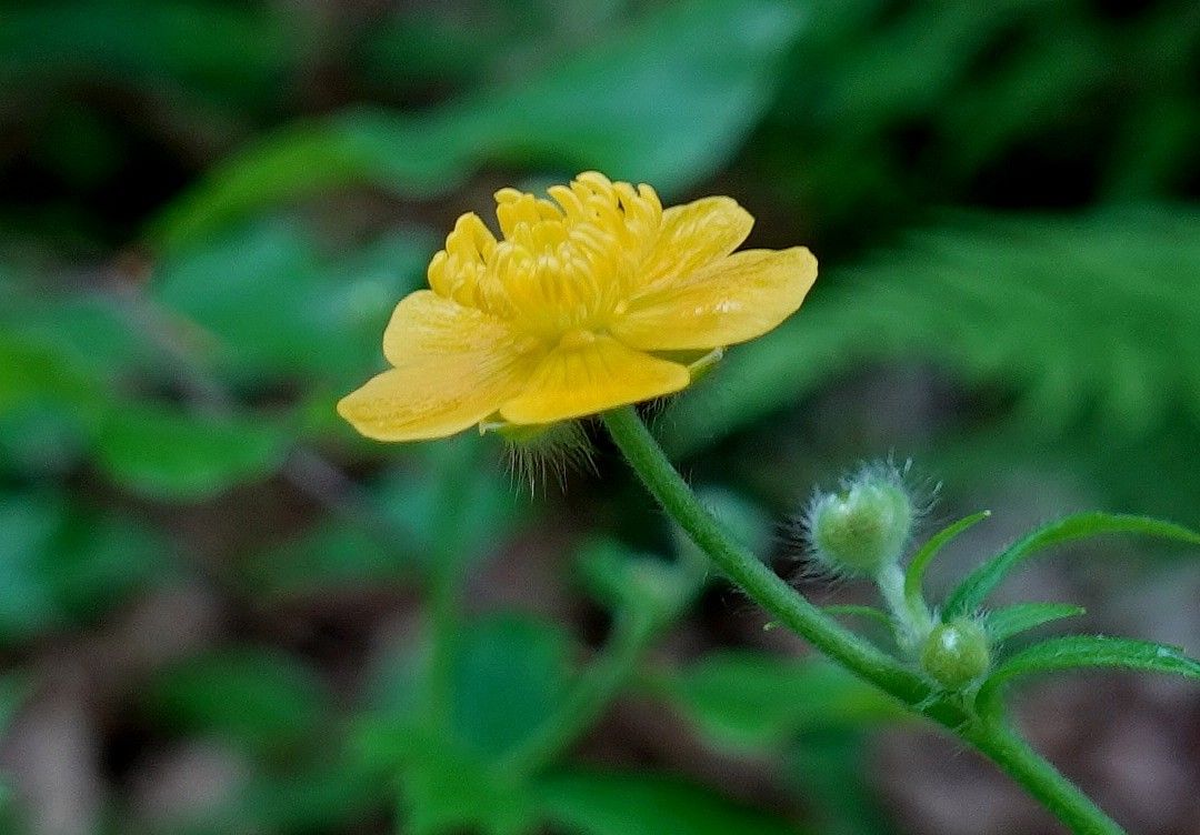 Ranunculus lanuginosus flower
