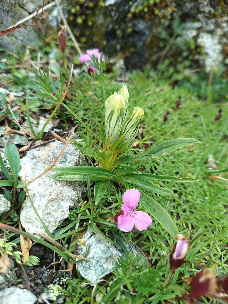 Gentiana frigida flower
