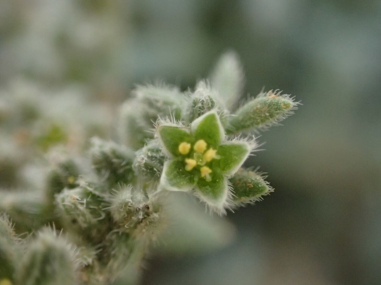 Herniaria incana flower