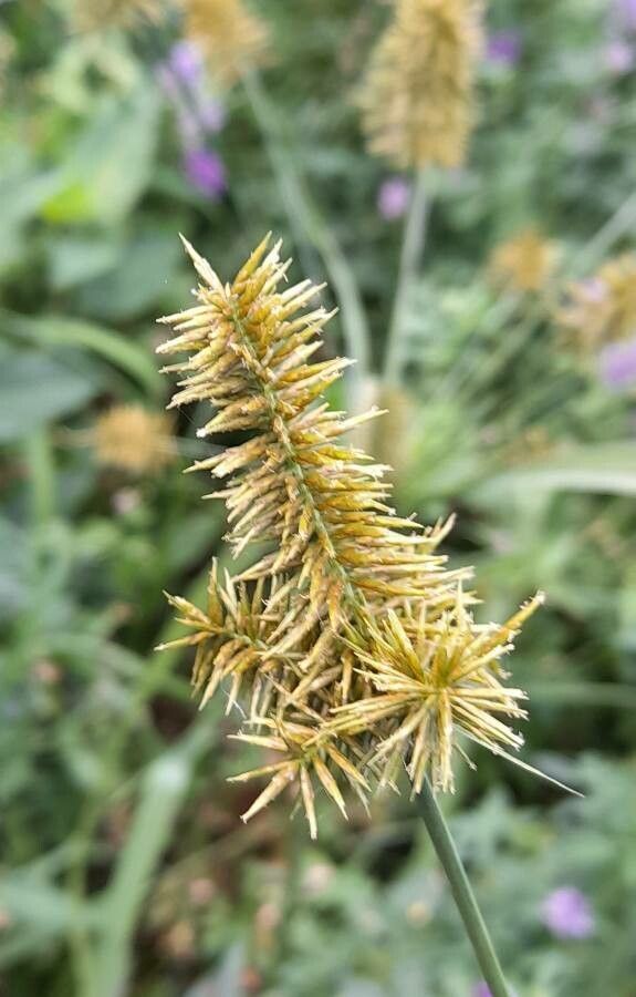 Cyperus odoratus flower