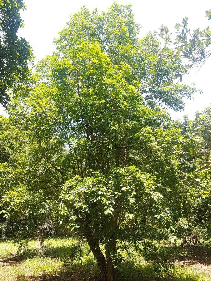 Campomanesia phaea habit