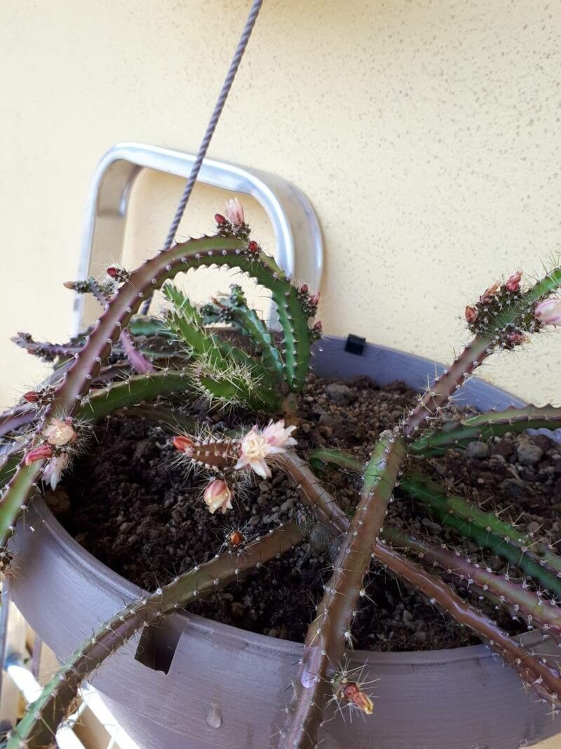 Pfeiffera ianthothele leaf