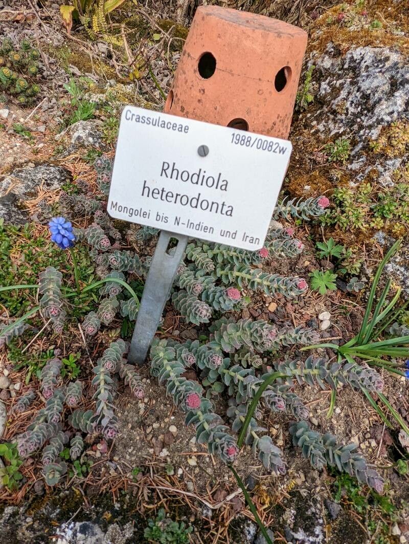 Rhodiola heterodonta other