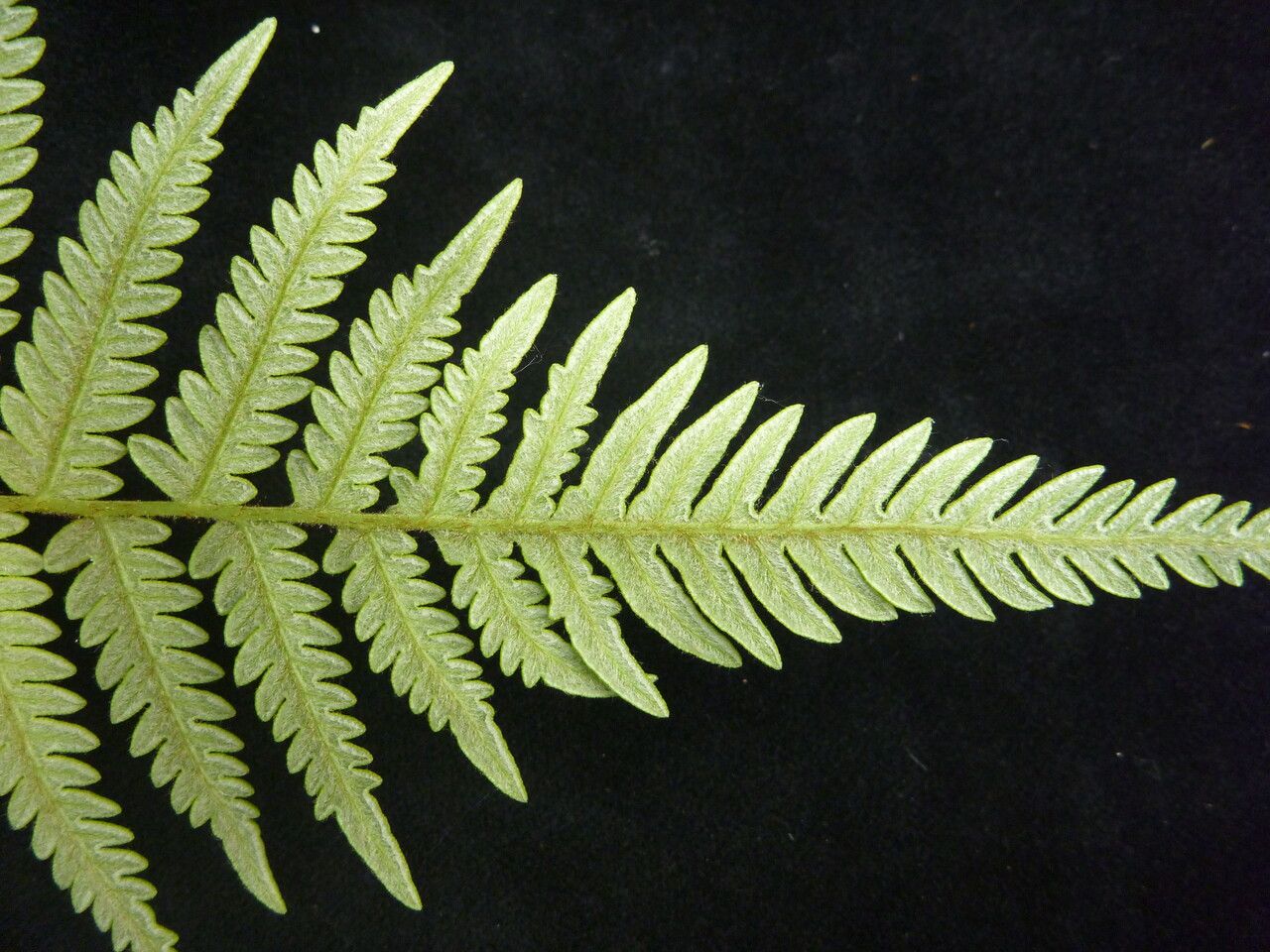 Pteridium revolutum — search result for 'Pteridium'
