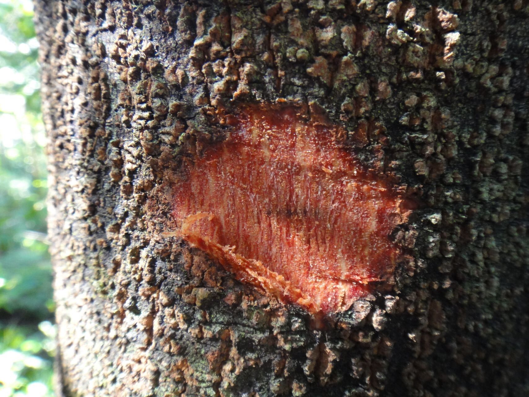 Myrsine memaoyaensis — houseplant care guide