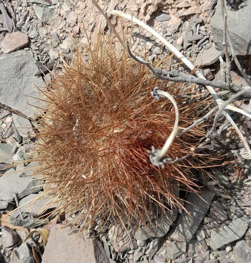 Parodia aureicentra habit