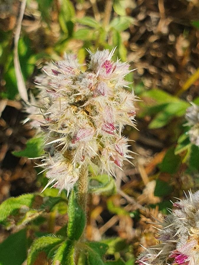 Cyathula orthacantha flower