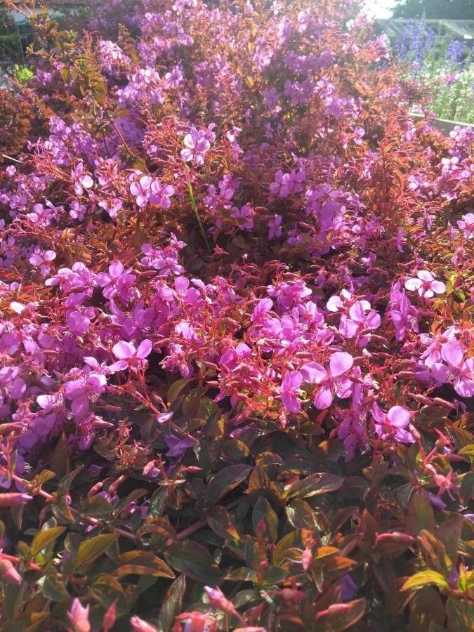 Heterocentron subtriplinervium habit