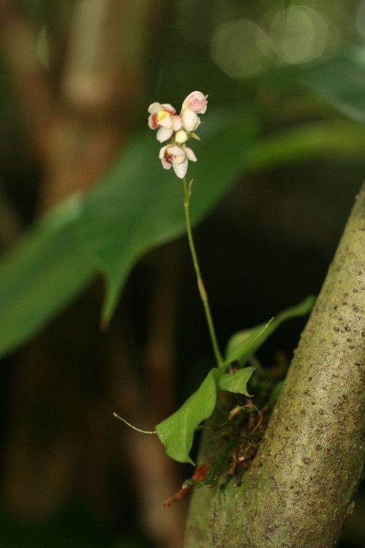 Cheiradenia cuspidata habit