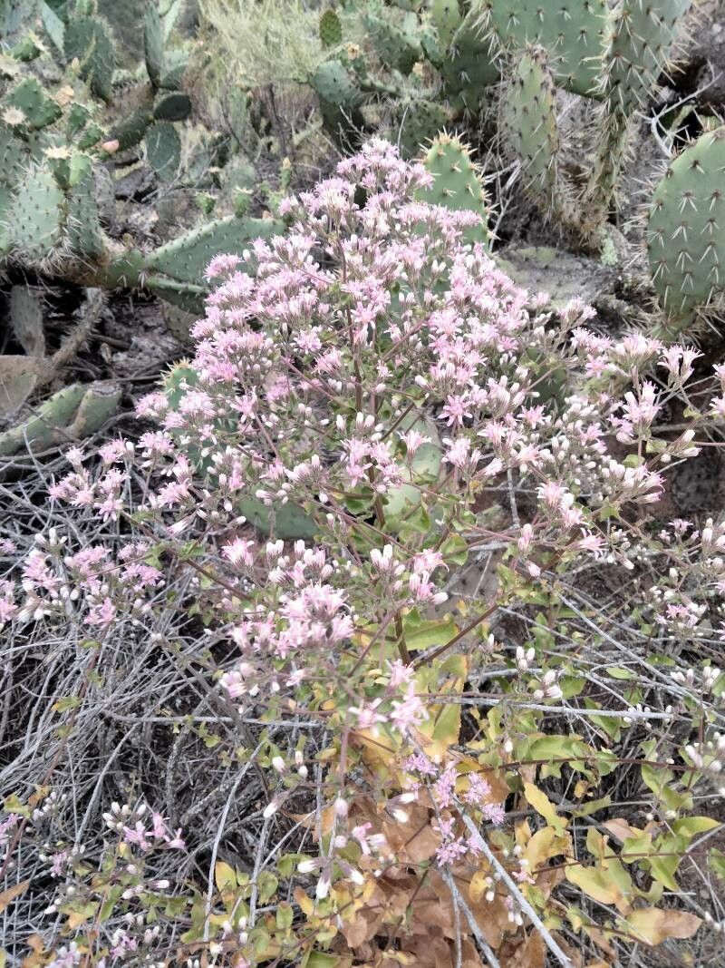 Acourtia microcephala flower