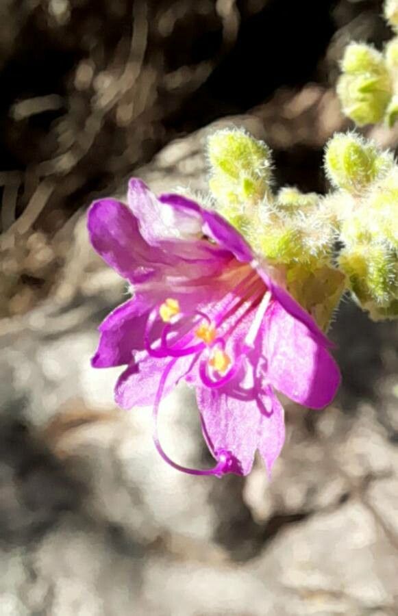 Mirabilis ovata flower