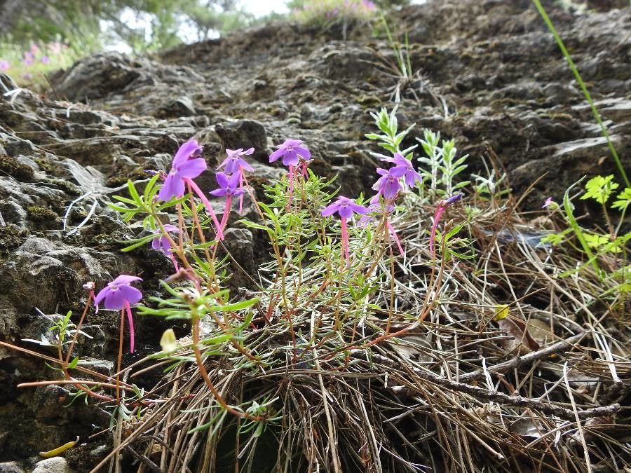 Viola cazorlensis flower