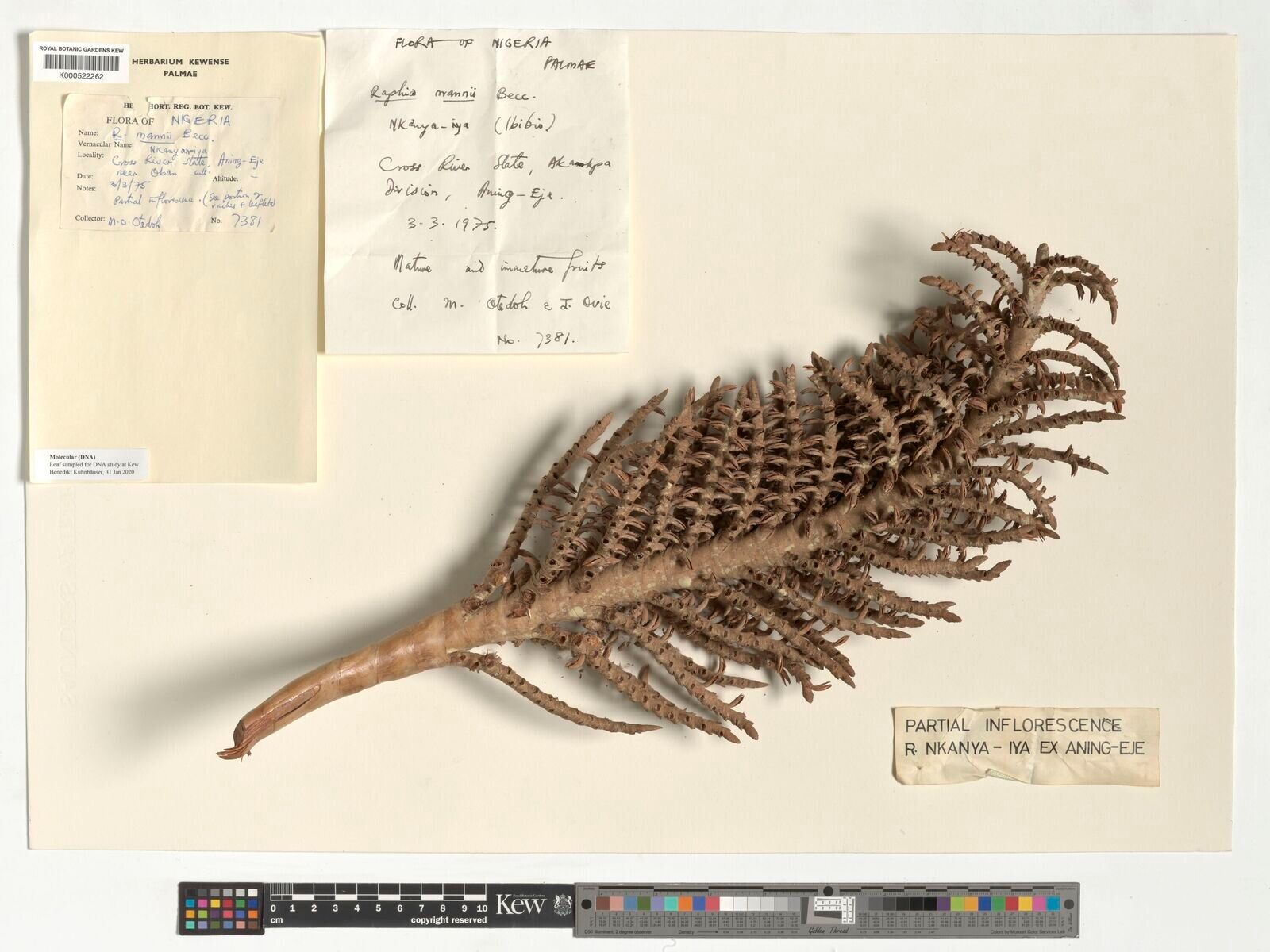 Raphia mannii — search result for 'Raphia'