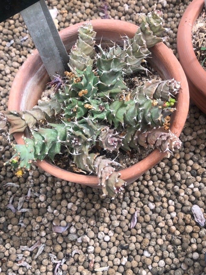 Euphorbia groenewaldii — search result for 'Mozambique'