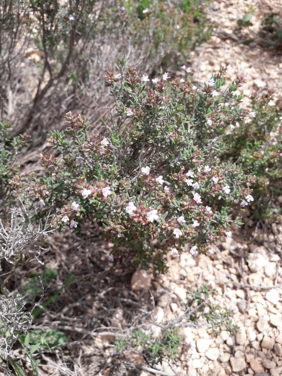 Thymus algeriensis flower