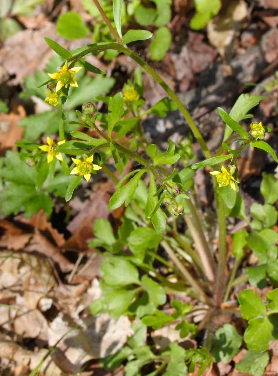 Ranunculus micranthus habit
