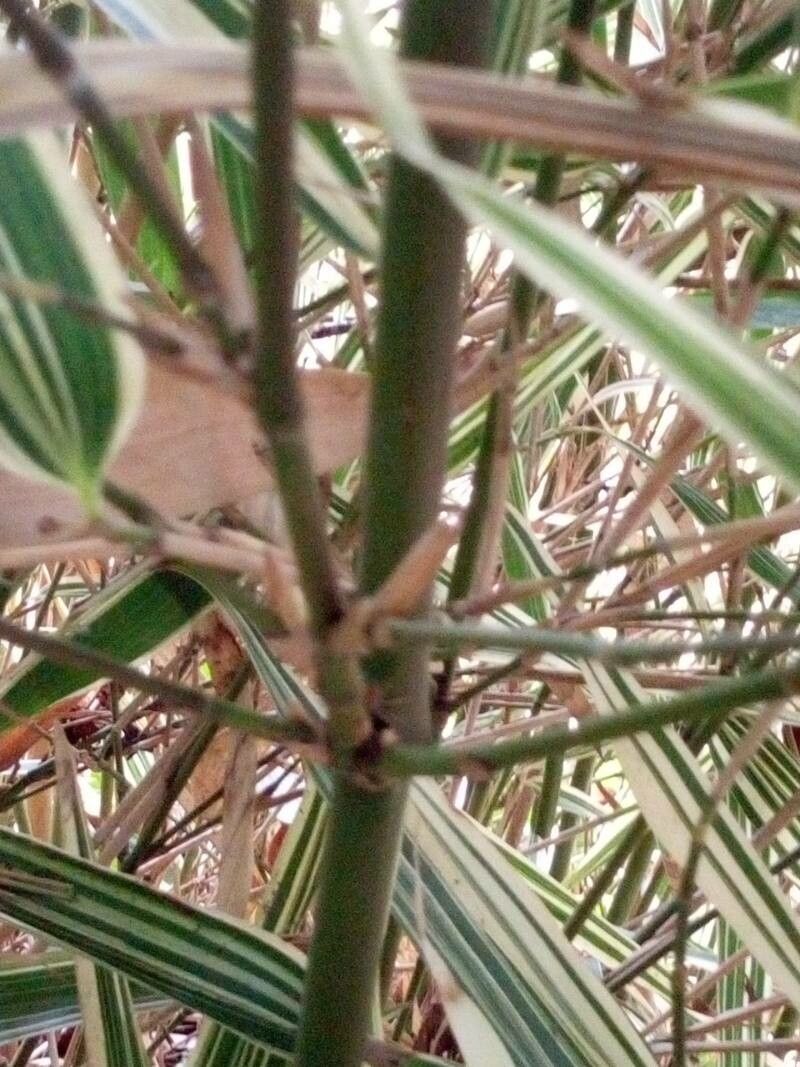 Arundinaria fortunei bark