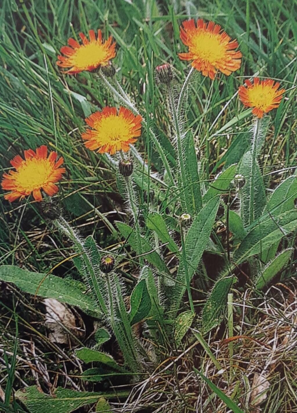 Pilosella stoloniflora — search result for 'Pilosella'